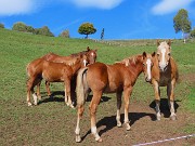 07 Famiglia di cavalli al pascolo